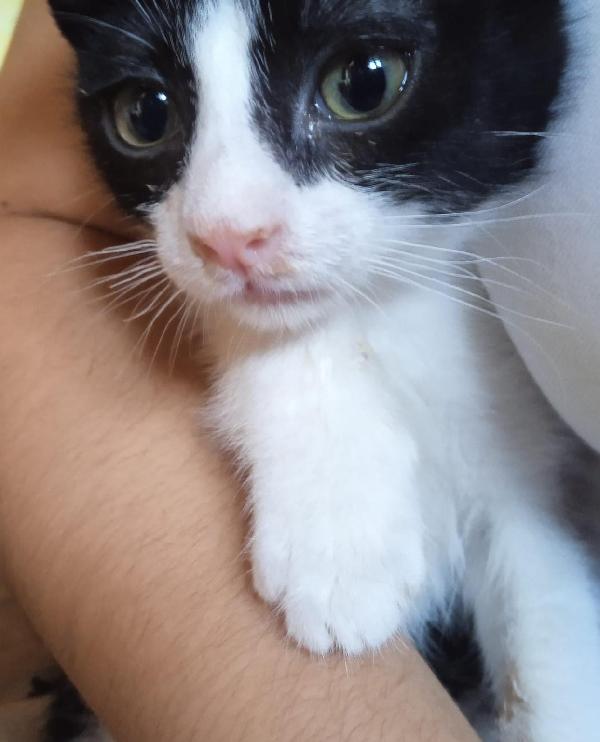 Alex, Gattino Di 3,5 Mesi A Biella
